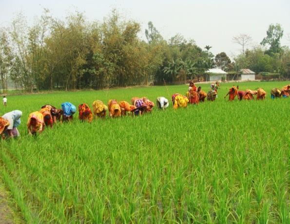 Livelihood & Microfinance